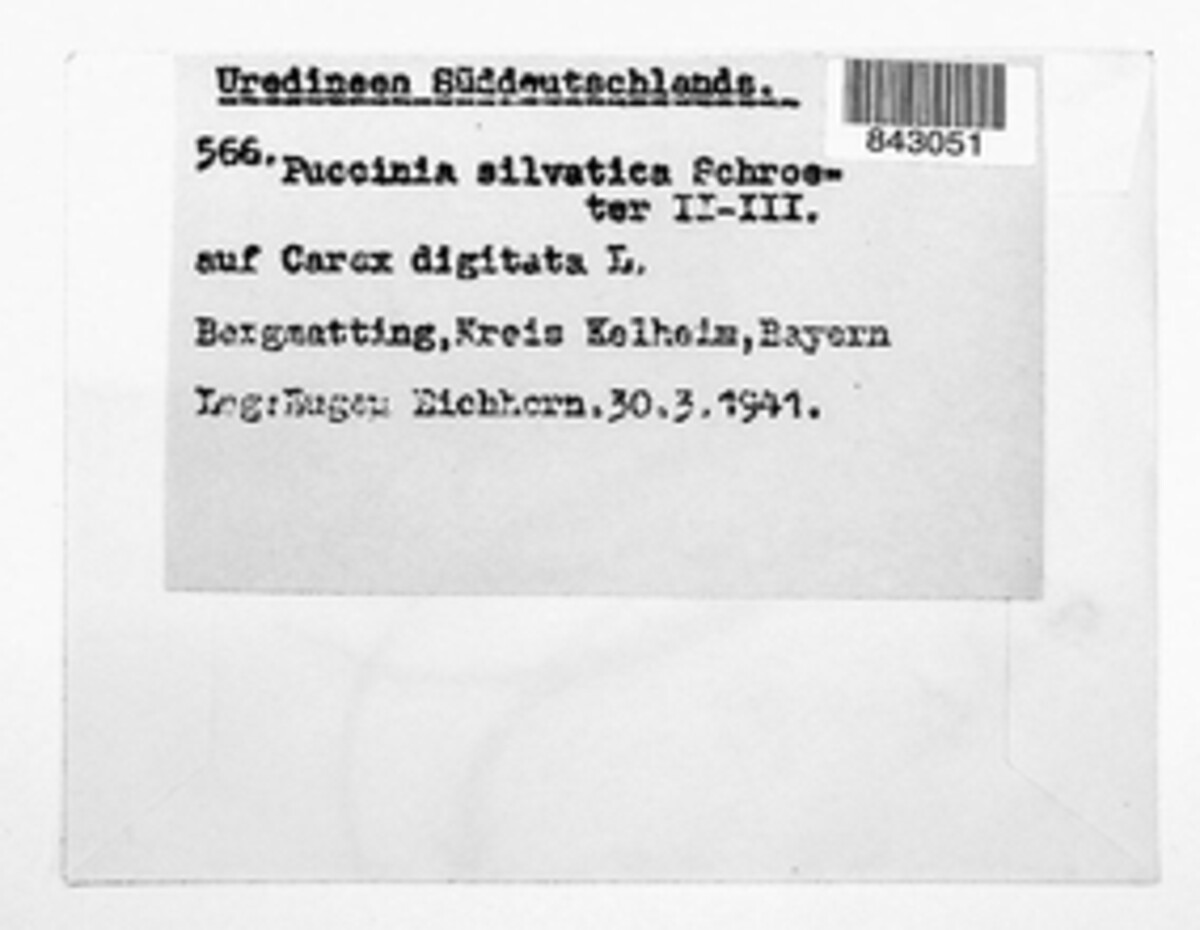 Puccinia dioicae image